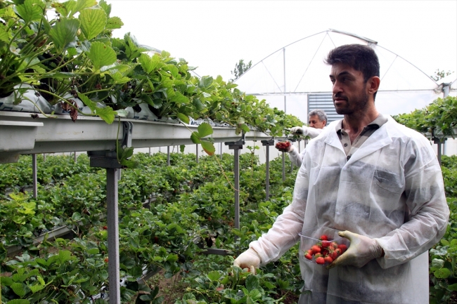 Hobi amaçlı çilek üretimi 150 çiftçinin gelir kapısı oldu